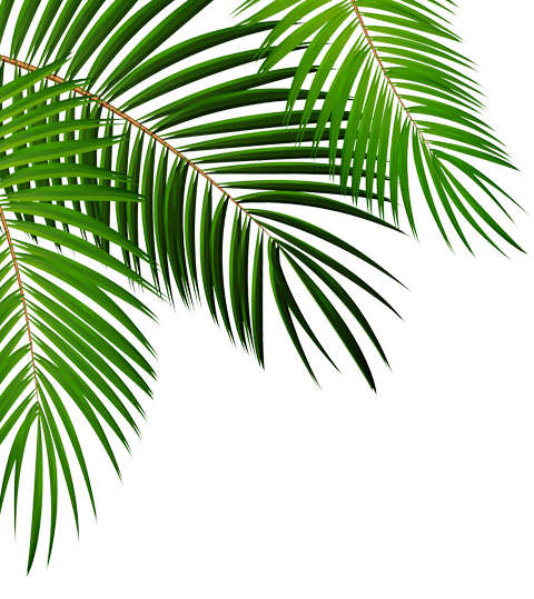 Liść palmy - ozdobnik