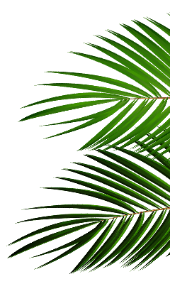 Palma - ozdobnik