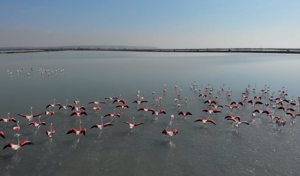 flamingi w okolicach Las Salinas