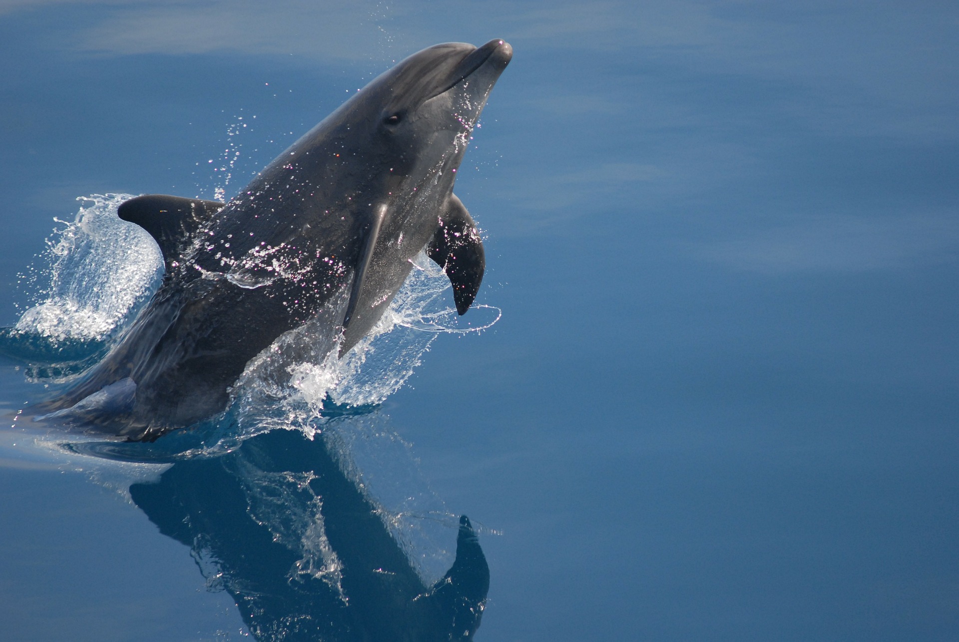 delfin