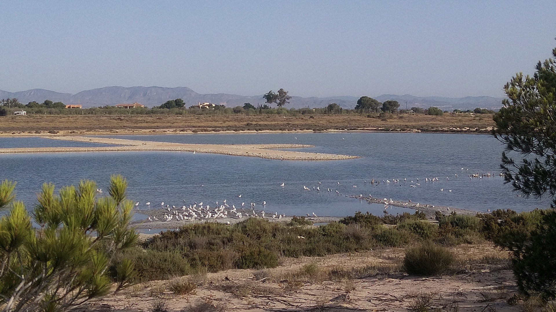 Parque natural de las Salinas de Santa Pola to strefa o wyjątkowych walorach dla życia i rozwoju ptaków.